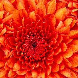 Meet your Posher, Madeline